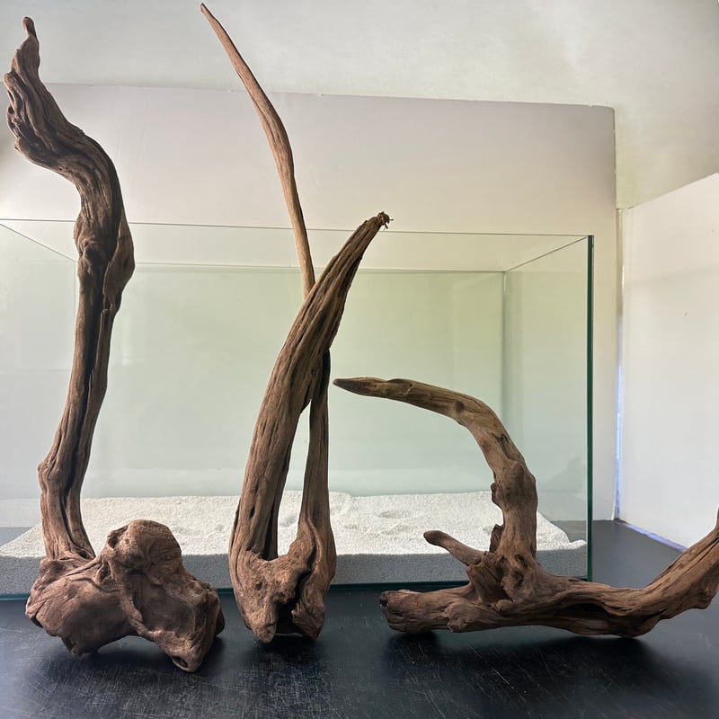 オンリーワン品】山羊夫婦の流木マングローブレイアウト