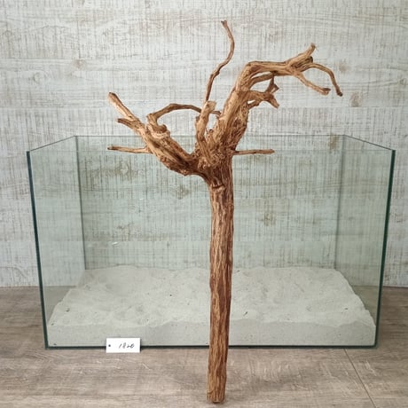 お買い得ロングネシア流木 ブラウンタイプ　3Lサイズ　1点ものNo.1820A【W約 59cm】