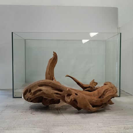 CATEGORY マングローブ系流木 | 流木専門店のアクアリバー