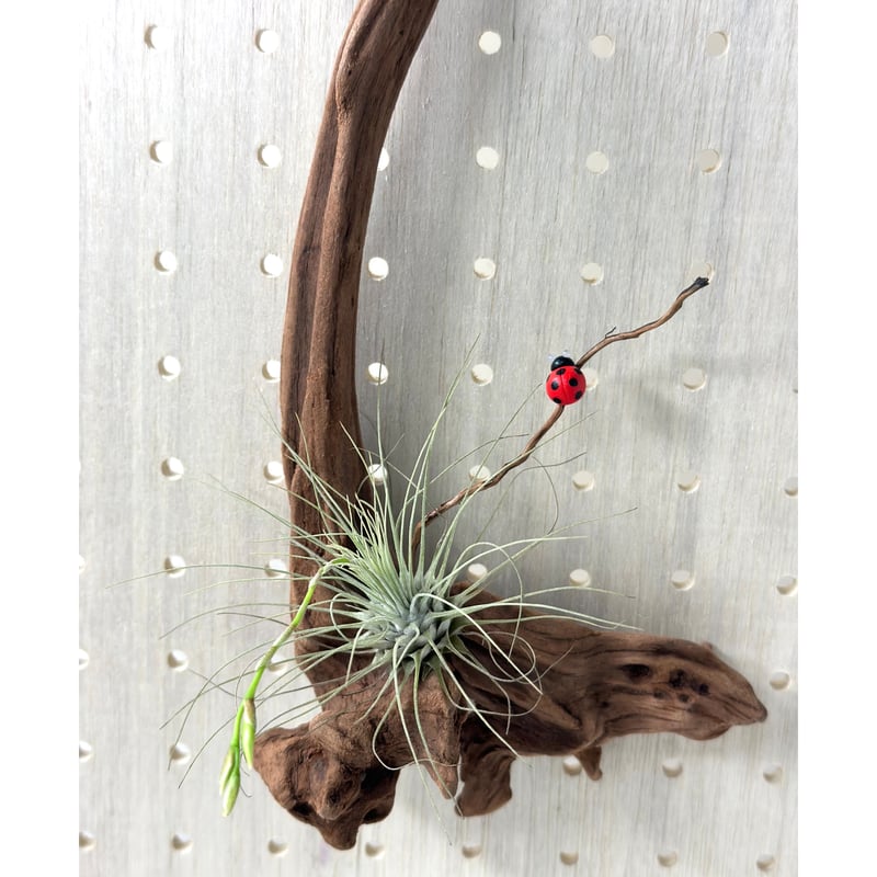 流木インテリアハンガーno.52 流木インテリアハンガーno.52