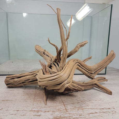 60cm水槽用盆栽流木 近い 