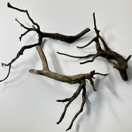 受注品：流木 流木指定グラスアクアリウムセット CYLINDER008 – PINTO