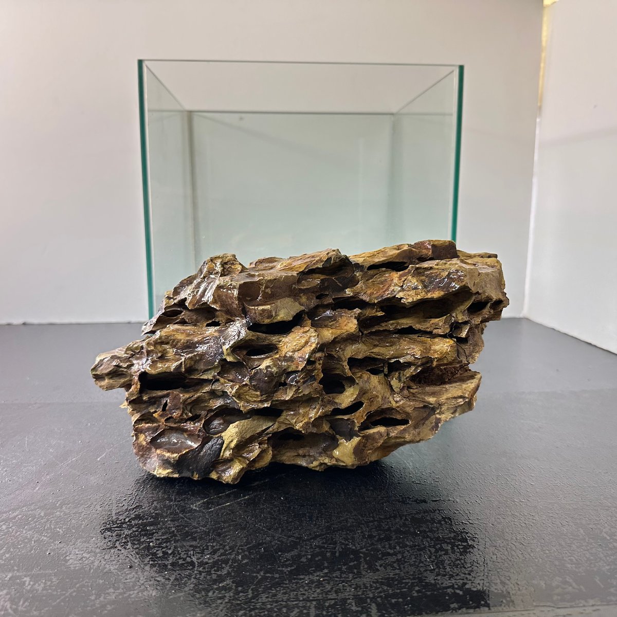 石付き流木 fit=scale-down,w=1200