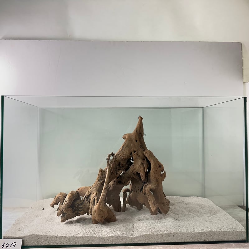 希少マングローブ系流木 BIG(W約30cm/30cm)・オンリーワン