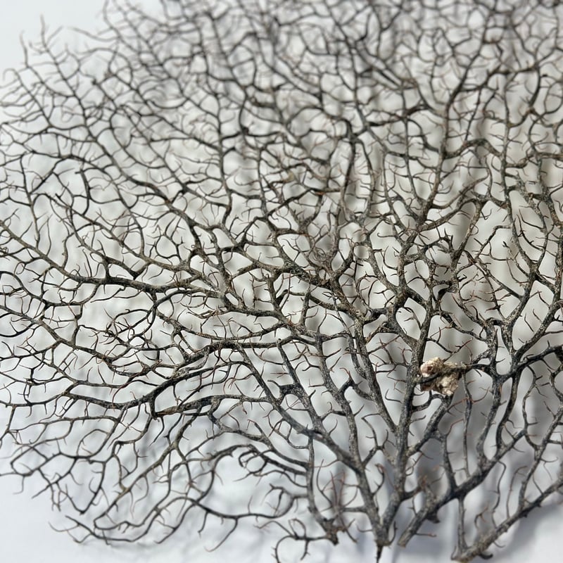 ウミウチワ 1点物 （W約43cm/H約33cm) No.5054 | 流木専門店の