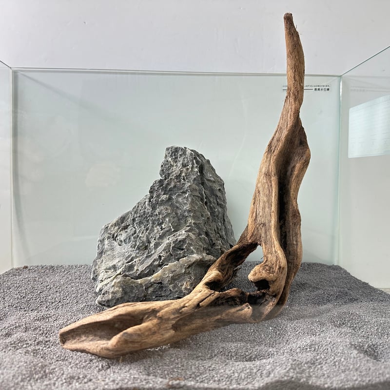 流木 マングローブ系流木. 2Lサイズ(W約38cm)・オンリーワン ☆現物撮影 1点
