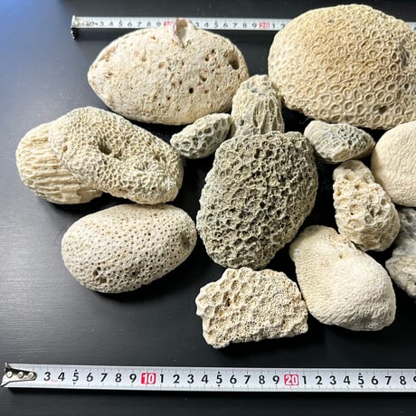 サンゴ石　5kg セット (現物撮影）No.5002