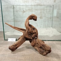 マングローブ系流木   MLサイズ　オンリーワン ★現物撮影  1点　No.1803(W約30㎝)