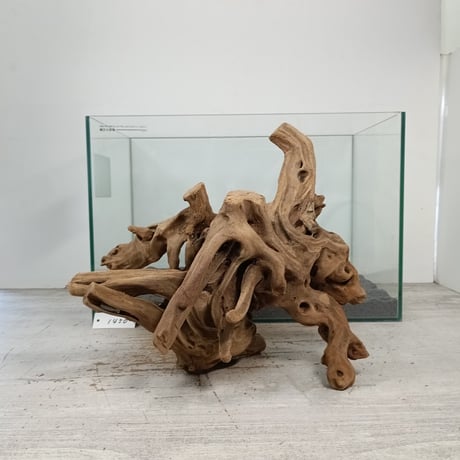 SS613 流木　灰汁抜き済み　❤️型空洞流木　シェルター　バスキング　インテリア 流木専門店のアクアリバー/アクアリウム/グリーンインテリア