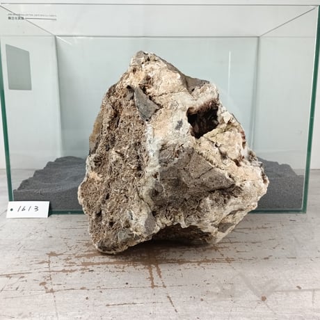 BIG木化石　１点もの　NO.1613（W約22cm/H約22cm)(45cm水槽）