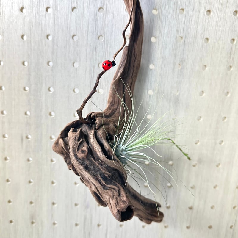 ハンギング流木 (てんとう虫装飾付き） No.4847 | 流木専門店の