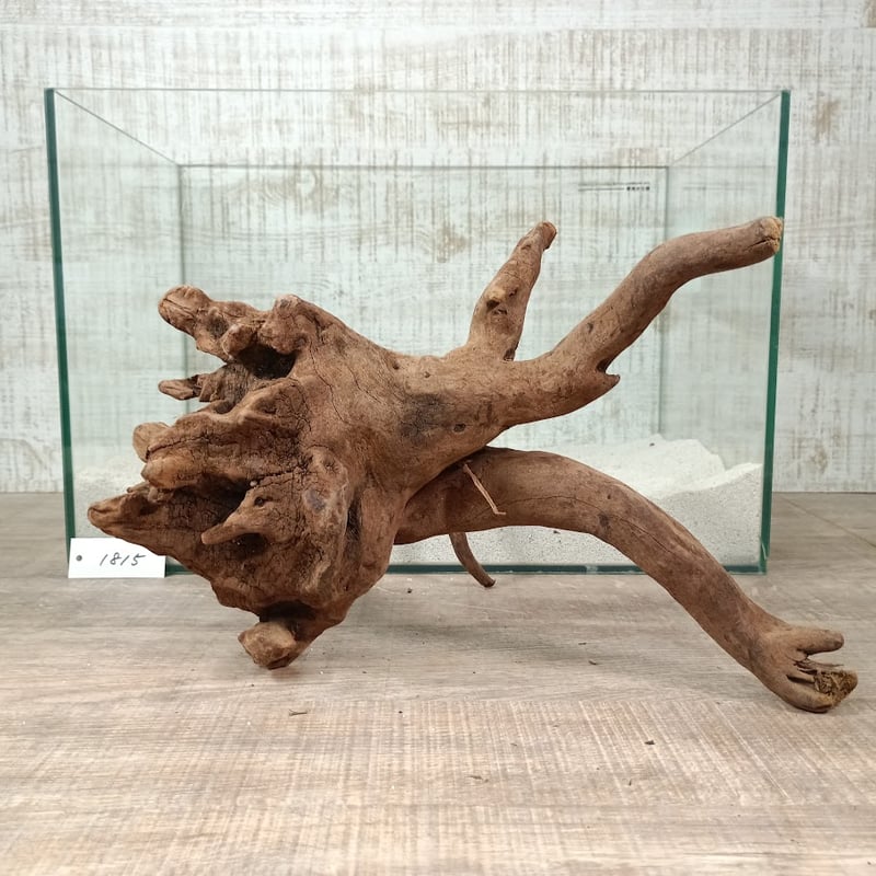 巨大流木　約60cm 流木専門店のアクアリバー/アクアリウム/グリーンインテリア