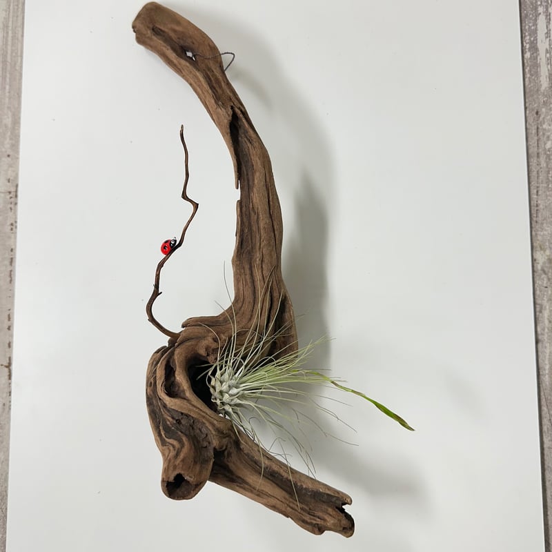 ハンギング流木 (てんとう虫装飾付き） No.4847 | 流木専門店のアクア