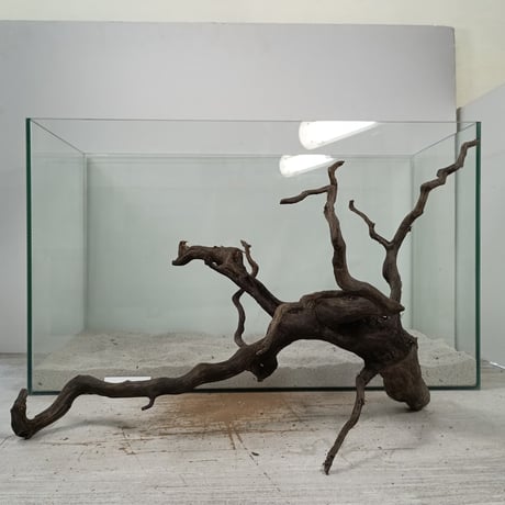 CATEGORY ブラックブランチ | 流木専門店のアクアリバー