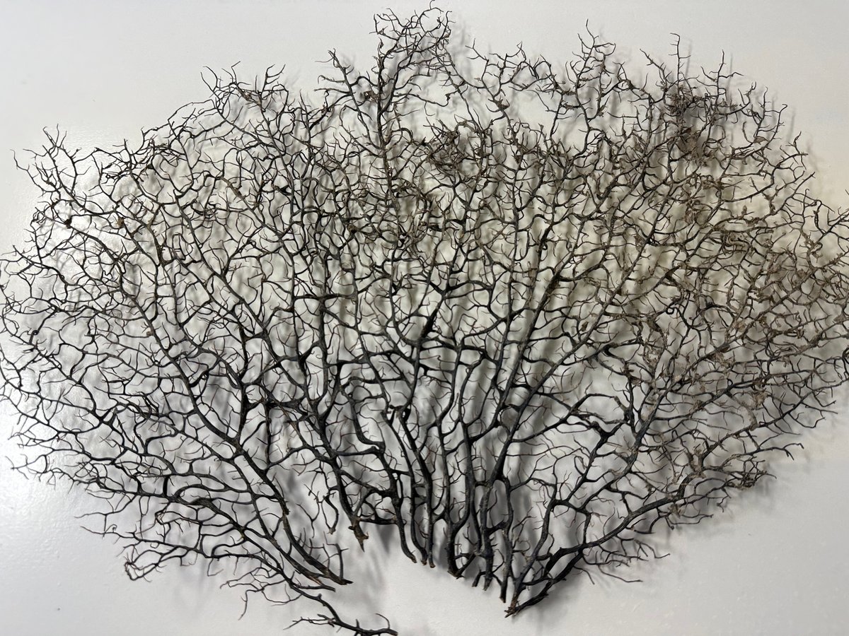 ウミウチワ 約13㎝ 【公式通販】