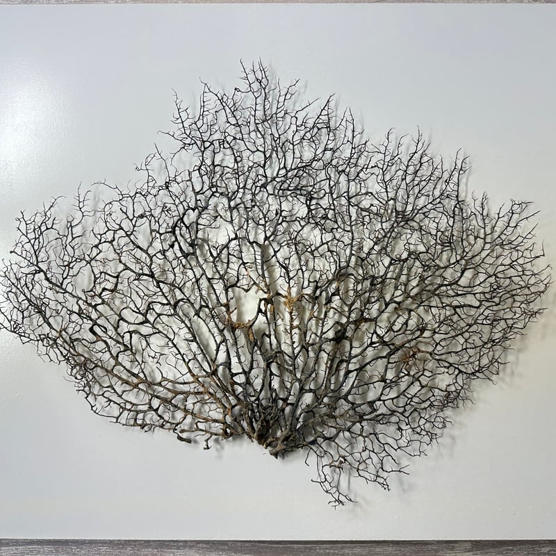 ウミウチワ 1点物 （W約46cm/H約38cm) No.5052 | 流木専門店の