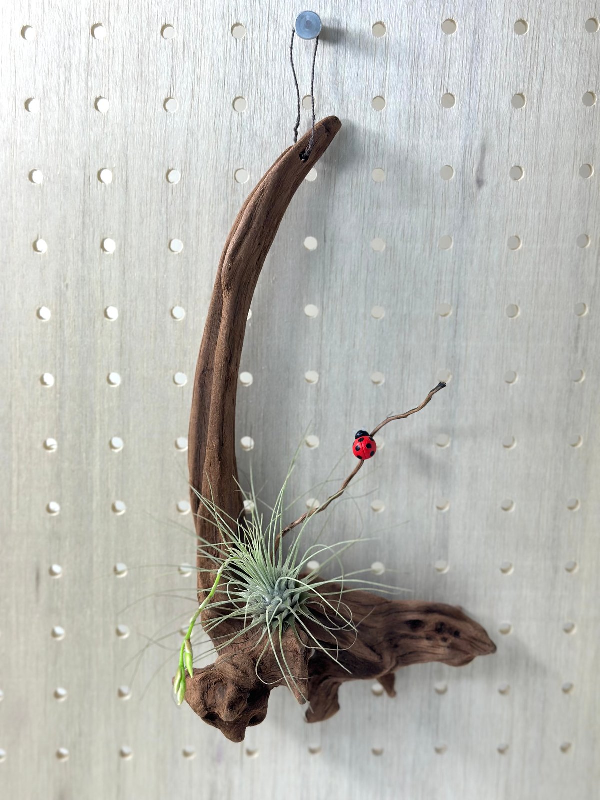 流木☆プランツハンガー fit=scale-down,w=1200