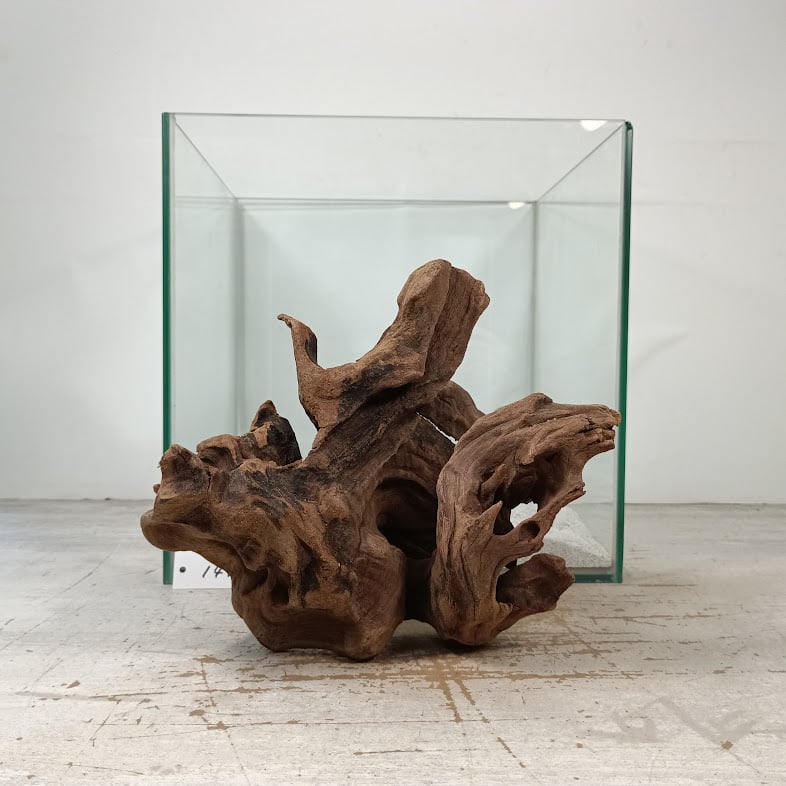 マングローブ系流木 Mサイズ オンリーワン ☆現物撮影 1点 No.1491(W約