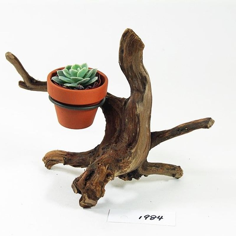 1.5号鉢ホルダー付き流木 卓上型 No.1984 | 流木専門店のアクアリバー