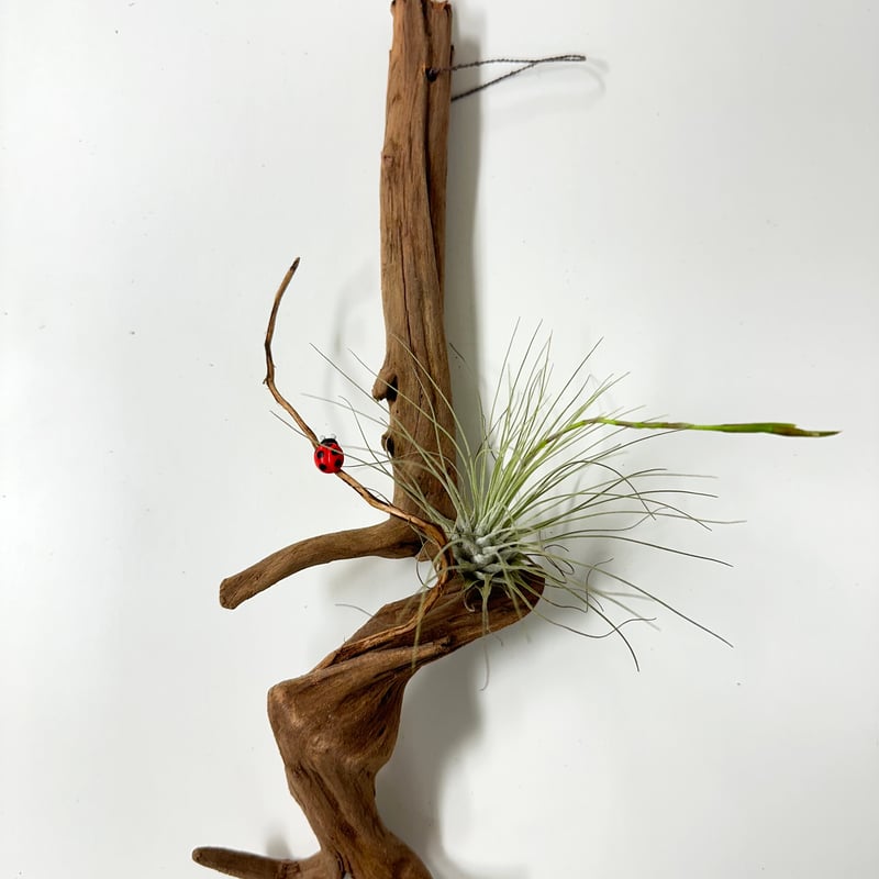 ハンギング流木 (てんとう虫装飾付き） No.4850 | 流木専門店のアクア