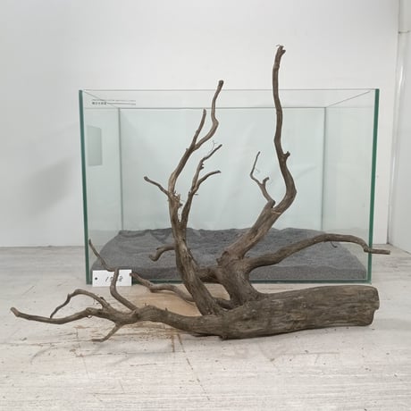 CATEGORY ブラックブランチ | 流木専門店のアクアリバー/アクアリウム