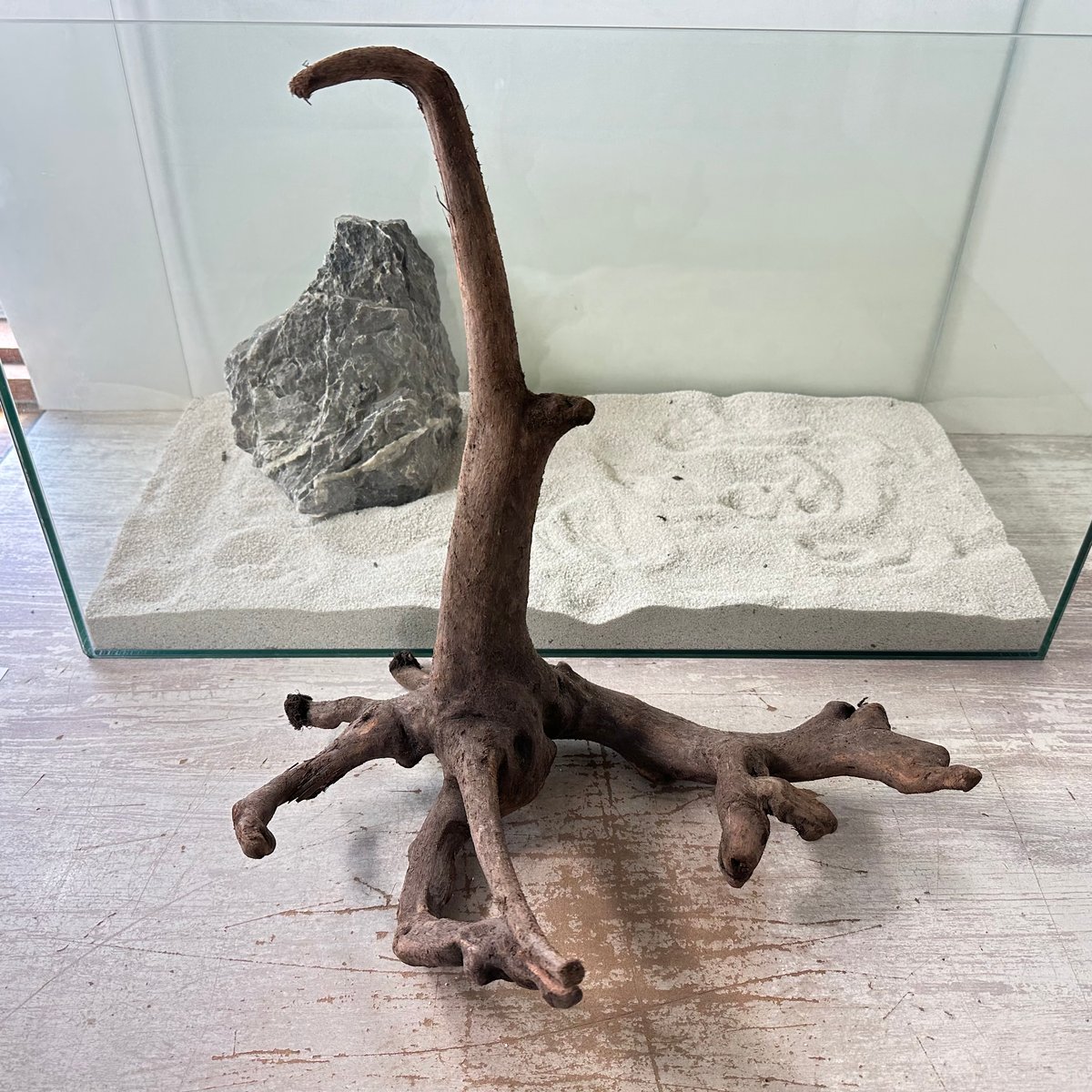 マングローブ流木 大サイズ マングローブ系流木 Lサイズ(W約35cm)・オンリーワン ☆現物撮影