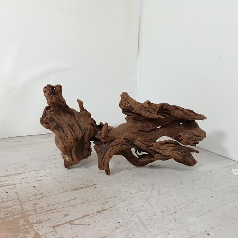 極美型　⭐︎大型マングローブ流木⭐︎ 美型マングローブ系流木 Mサイズ オンリーワン ☆現物撮影 1点
