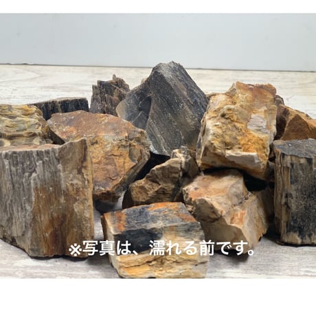 ミニ木化石  3kg セット（kgあたり650円）