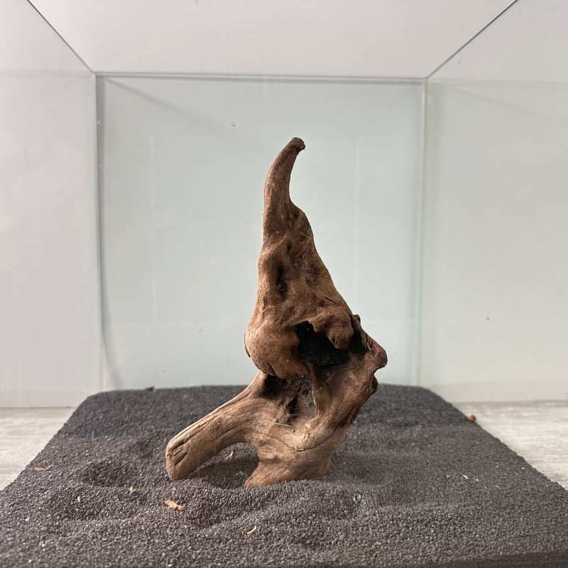 マングローブ系流木. MSサイズ(W約20cm)・オンリーワン ☆現物撮影 1点