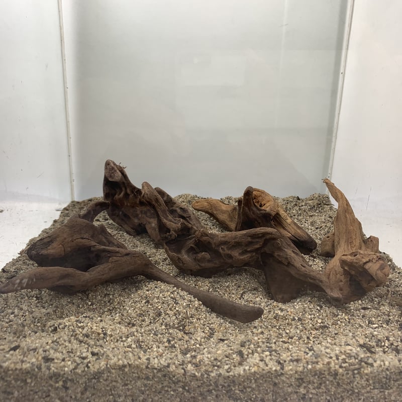 マングローブ系流木 プチサイズ 約10～15㎝ 10本入×1セット（合計10本