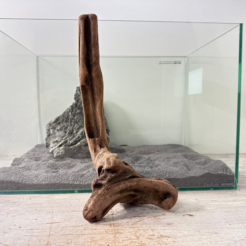 マングローブ系流木. MLサイズ(W約29cm)・オンリーワン ☆現物撮影 1点