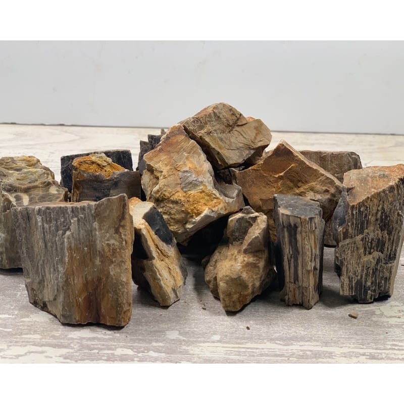 ミニ木化石 3kg セット（kgあたり650円） | 流木専門店のアクアリバー