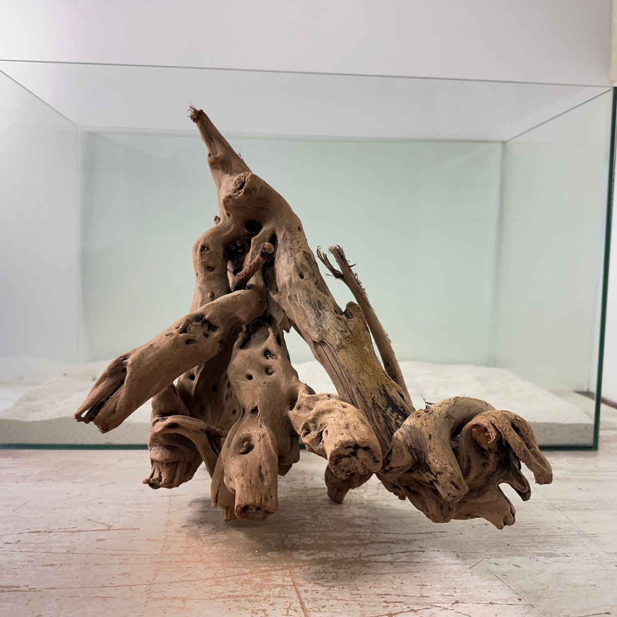 装飾用最高級流木★マングローブ系プレミアム 装飾用最高級流木☆マングローブ系プレミアム