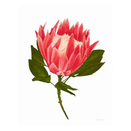 ALOHA DE MELE by JT OJERIO 『KING PROTEA』《Matted Prints》