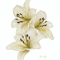 ALOHA DE MELE by JT OJERIO 『LIRIOS』《Matted Prints》
