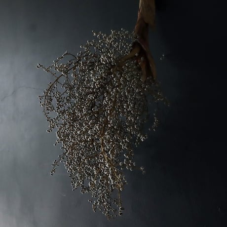 Seed of Syuro A