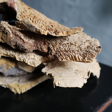 dried sponge mushrooms (5P)