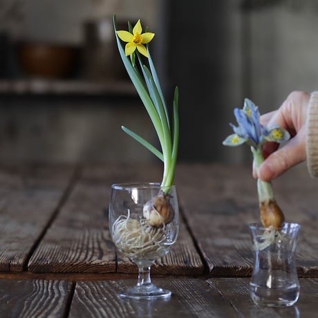 spring bulbs set  2026