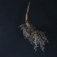 Seed of Syuro B