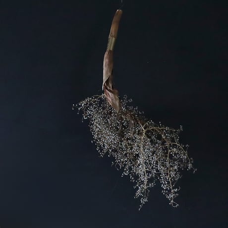 Seed of Syuro B