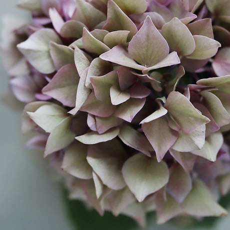 hydrangea (purple splendor)