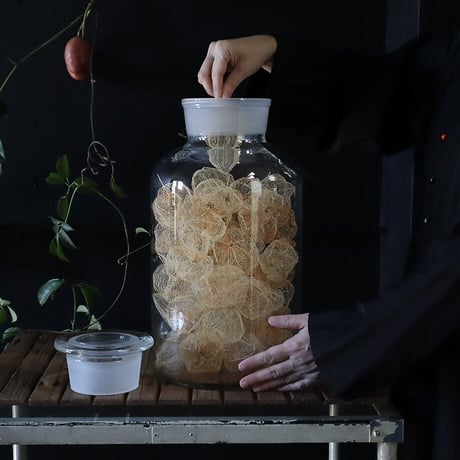 Botanical large bottle winter cherry (skeleton)