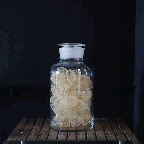 Botanical large bottle winter cherry (skeleton)