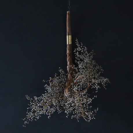Seed of Syuro C