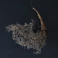 Seed of Syuro D