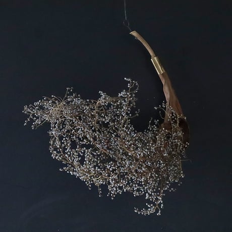 Seed of Syuro D
