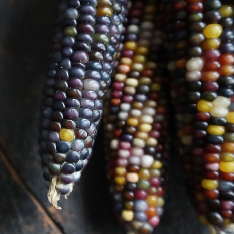 glass jem corn (5P)