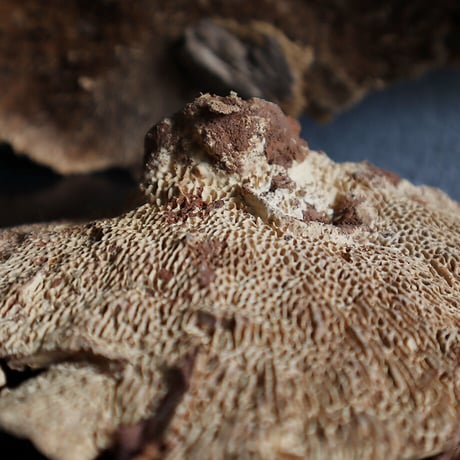 dried sponge mushrooms (5P)