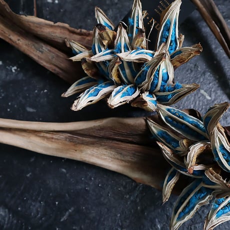 traveler's tree seed