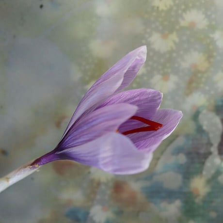 Saffron 5bulbs x 2 set